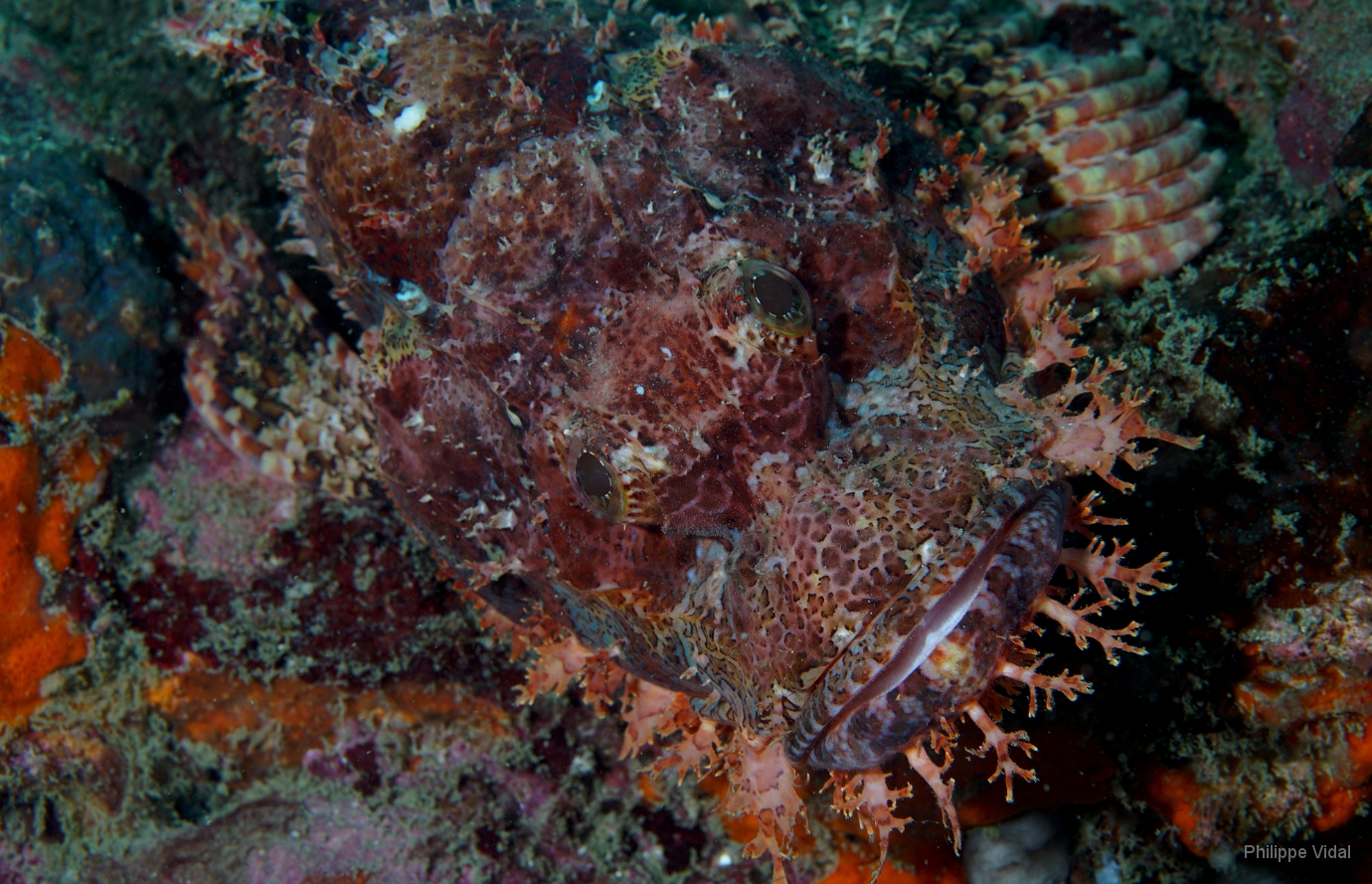 Birmanie - Mergui - 2018 - DSC02597 - Tasseled scorpionfish - Poisson scorpion a houpe - Scorpaenopsis oxycephala.jpg